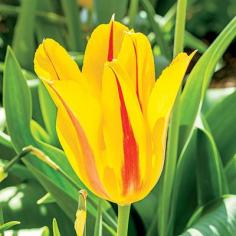 
                    
                        Spring Tulip Guide - Southern Living
                    
                