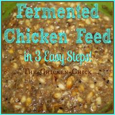 
                    
                        This article outlines the basic benefits of feed fermentation for backyard chickens and shows how to do it in 3 easy steps. Fermenting is easy and the advantages for chickens, significant.
                    
                