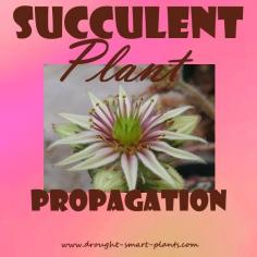 
                    
                        Succulent Plant Propagation - making more plants
                    
                