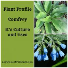 
                    
                        Comfrey It's Uses and Culture
                    
                