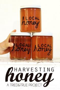 
                    
                        Harvesting Honey on the Cheap! #beekeeping #homesteading
                    
                