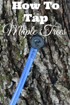 
                    
                        Ever wondered how to tap maple trees for making syrup? Here is a simple guide to tapping your own maple trees.   How To Tap Maple Trees | areturntosimplici...
                    
                