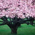 
                    
                        10 Beautiful Flowering Trees: Organic Gardening
                    
                