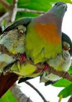
                    
                        Mother's sheltering wings • photo: via Jan Stead on Redbubble
                    
                