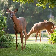 
                    
                        How to get rid of deer in your yard or garden (humanely!)
                    
                