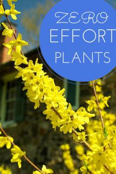
                    
                        No-effort plants for failproof landscaping in your yard
                    
                