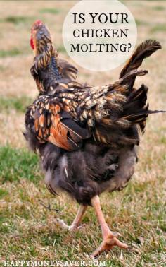 
                    
                        Chickens 101 - Chicken Molting. Is your chicken losing feathers? Read all about the signs of chicken molting. happymoneysaver.com
                    
                