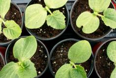 
                    
                        How to grow squash, cucumbers and other cucurbits.
                    
                
