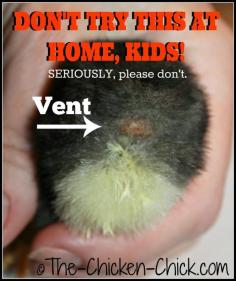 
                    
                        Vent sexing sounds and appears very straightforward, but it is a true science and an art form and should not be attempted by backyard chicken keepers. When improperly performed, day old chicks are at risk of disembowelment and death.
                    
                