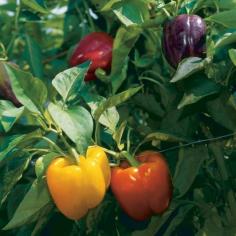 
                    
                        How to Grow Bell Peppers | If rainbow colors are your thing, plant some bell peppers. You can get a color burst of peppers from one variety. Islander is a chameleon, turning green, yellow, purple, orange, and red.
                    
                