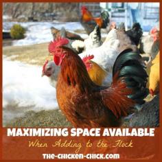 
                    
                        Anyone who has kept chickens for more than ten minutes knows that the urge to add more birds to the existing flock is ever-present. This urge is commonly referred to as “Chicken Math” and it peaks in early spring when adorable baby chicks begin arriving in feed stores. The desire to add different breeds and feather patterns to a backyard flock and a rainbow of eggshell colors to an egg basket all contribute to the formidable force we know as Chicken Math and the only compelling constraint on this force is space.
                    
                