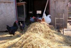 
                    
                        managing and composting chicken manure
                    
                
