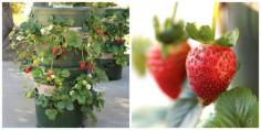 
                    
                        This is the Smartest Way to Grow Strawberries At Home   - CountryLiving.com
                    
                