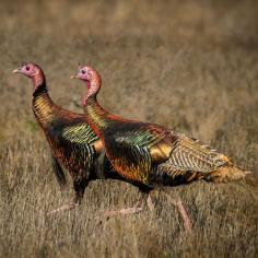 
                    
                        Wild Turkey History - Nature and Environment - MOTHER EARTH NEWS
                    
                