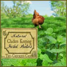 
                    
                        We all aspire to keep happy, healthy chickens with strong immune systems without using antibiotics or other medications whenever possible. But not everything natural is necessarily safe for chickens and not everyone sharing natural or herbal remedies should be. Learn to identify qualified natural chicken keeping mentors in order to care for your chickens properly while saving time and money on herbal routines and “remedies” that will not help chickens and that could hurt them.
                    
                