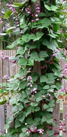 
                    
                        Hyacinth Bean Vine... Grows fast and is so showy and fragrant., attracts Butterflies and Hummingbirds to your habitat. Plant with Moonflower Vine which is also fragrant. May grow up to 20 Ft. high. Perfect planted by a birdbath on a trellis.
                    
                