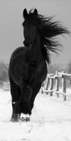 
                    
                        Black stallion frolicking in the snow • original source not found
                    
                