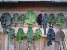
                    
                        How to Grow Kale, with Sarah Kleeger of Adaptive Seeds
                    
                