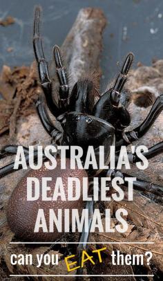 
                    
                        #5 The Funnel Web Spider. 5 Deadliest Australian Animals: Can You Eat Them? Or better yet- Can They Eat You? #Australia #Food #deadly #animals
                    
                