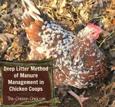 
                    
                        What IS the Deep Litter Method? (aka: Built-Up Litter System) Deep litter is a method of chicken waste management that calls for droppings and bedding material to compost inside the chicken coop instead of being cleaned out and replaced regularly. With the deep litter method, a carbon-based litter such as pine shavings absorbs nitrogen from chicken droppings, which ferments in an odor-free process to produce a rich, valuable humus just as in a traditional compost pile.
                    
                