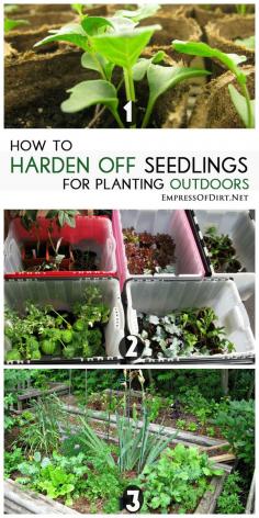 
                    
                        How to harden off seedlings for planting outdoors for a successful veggie and flower garden
                    
                