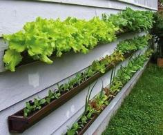 
                    
                        Gutter Vegetable Garden!! Genius! Even for a balcony!
                    
                