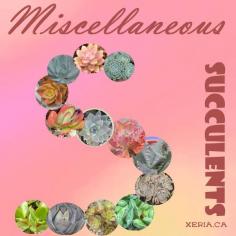 
                    
                        Succulent Plants Miscellaneous - varied, short, tall, warty, waxy, fuzzy & tough
                    
                