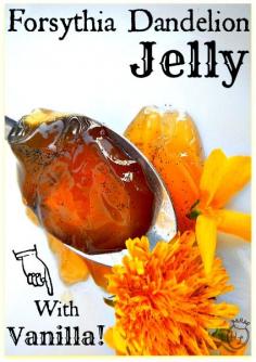 
                    
                        Forsythia Dandelion Jelly with Vanilla l Spring foraged flowers for sweets l Homestead Lady (.com)
                    
                