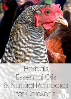 
                    
                        What my chickens consume, my family consumes. That's why I prefer to try herbals, essential oils, and natural remedies before bringing out the big guns.
                    
                