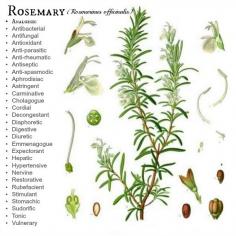 
                    
                        Rosemary -- How to grow it and what it's good for....Joybilee Farm
                    
                