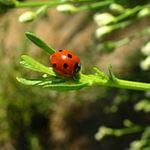 
                    
                        Plant These Herbs & Veggies to Attract Beneficial Insects to Your Urban Garden
                    
                