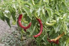 
                    
                        Paprika Pepper Info: Can You Grow Paprika Peppers In The Garden
                    
                