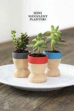 
                    
                        Adorable Mini Succulent Planters that make lovely favors or small gifts! Find out more at www.livelaughrowe...
                    
                