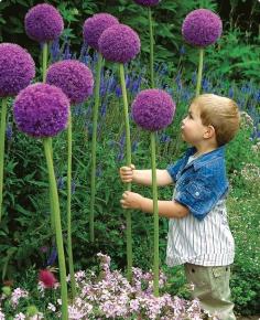 
                    
                        Plant a bunch of these giant allium flowers. | 31 DIY Ways To Make Your Backyard Awesome This Summer
                    
                