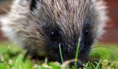 
                    
                        How To Help the Humble Hedgehog With Homemade Compost
                    
                
