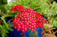 
                    
                        Did you know that the botanical name for yarrow, Achillea, derives from the name of the Greek hero, Achilles? OK, maybe you knew that one, smarty pants, but do you know why Achilles is associated with this plant? Find out here: landscaping.about...
                    
                