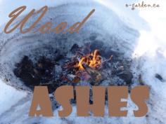 
                    
                        Wood Ashes; alkaline soil sweetener for acid soils
                    
                