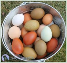 
                    
                        Egg-palooza  via The Chicken Chick®
                    
                
