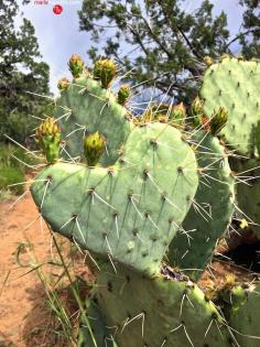 
                    
                        Heart shaped cactus! MarlaMeridith.com ( Marla Meridith )
                    
                