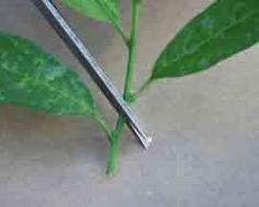 
                    
                        How to Make Herbaceous and Softwood Stem Cuttings- hort.purdue.edu : New Plants from Cuttings
                    
                