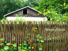 
                    
                        Inexpensive Fence | stick fence ~ beautiful and cheap! | Farming, Ranching
                    
                