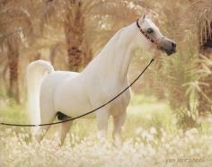 
                    
                        world's most beautiful horses | If you enjoyed this article, Get email updates (It’s Free)
                    
                