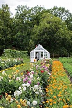 
                    
                        How to grow your own cut flowers – what to grow....
                    
                