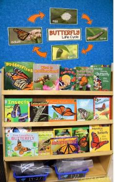 
                    
                        Butterfly Life Cycle FREE printable bulletin board set
                    
                