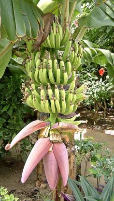 
                    
                        Banana tree in flower, The Gambia by Anguskirk, via Flickr
                    
                