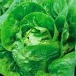 
                    
                        Little Gem Lettuce: 50 days. Little Gem bears dark green heads just 5 inches across and packed with tender-fresh sweetness! Grow the sweetest, most tender butterhead (Boston) lettuce you've ever tasted!
                    
                