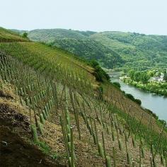 
                    
                        EXTREME winemaking... Slippery slopes in Austria ! #wine  MT @WineWinterBrook
                    
                