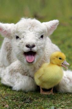 
                    
                        Okay, Everybody sing! ♫  lamb duckling sheep
                    
                