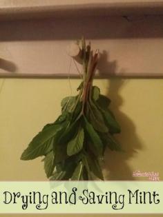 
                    
                        Mint has so many uses from sugar to extract to teas!  Learn to grow, harvest and save mint for yourself! The HomesteadingHippy #homesteadhippy #fromthefarm #gardening #diy #mint
                    
                