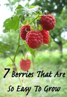 
                    
                        1. Strawberries. Everybody loves strawberries picked straight from the garden. They are so versatile that they can be grown in containers, hanging baskets, Flower Pouches and window boxes, or plant...
                    
                